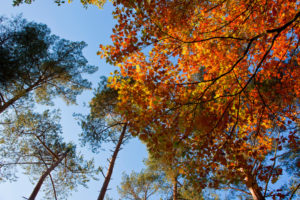 Fall leaves on trees against blue sky